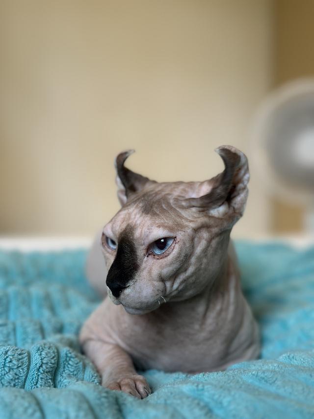 ethical elf sphynx cats for sale raised with love and care รูปย่อยที่ 3