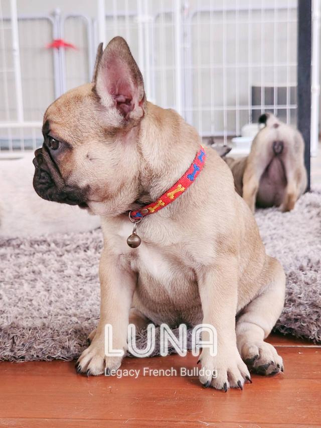 LUNA ลูกสุนัขเฟรนช์บูลด็อก เพศเมีย สีฟอว์น 14