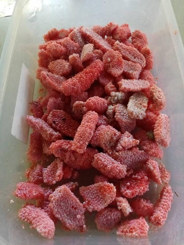 ไข่หอยเชอรี่สีทองมงคล