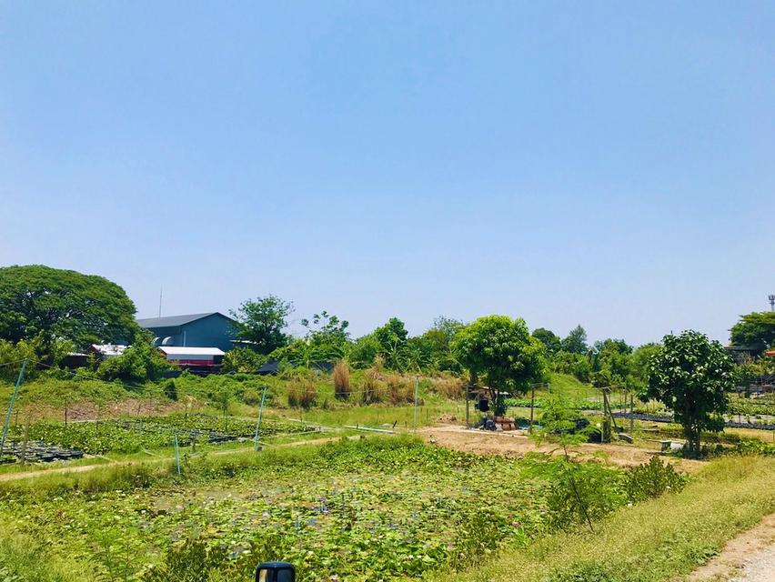ขายที่ดินบางใหญ่ นนทบุรี 9 ไร่ หน้ากว้าง หลังติดคลอง บรรยากาศธรรมชาติใกล้เมือง 5