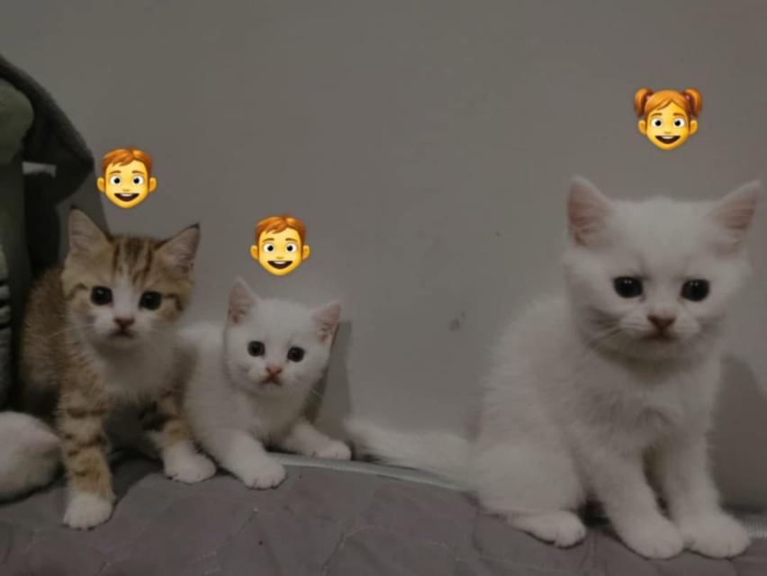 แมว ผช สก๊อตติส