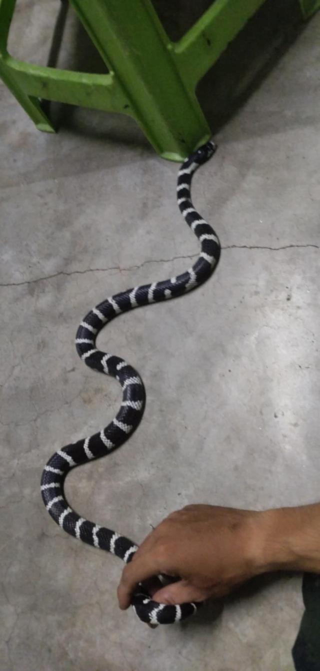  California Kingsnake High White