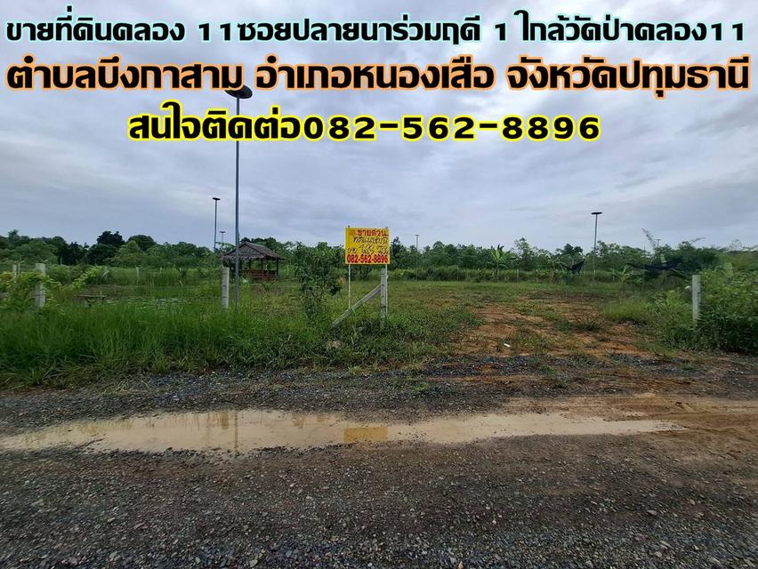 ขายที่ดินคลอง 11 ซอยปลายนาร่วมฤดี 1 ใกล้วัดป่าคลอง11 หนองเสือ ปทุมธานี 1