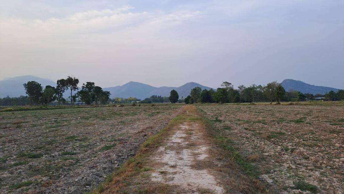 ที่ดิน,ที่นา อ.คีรีมาศ จ.สุโขทัย