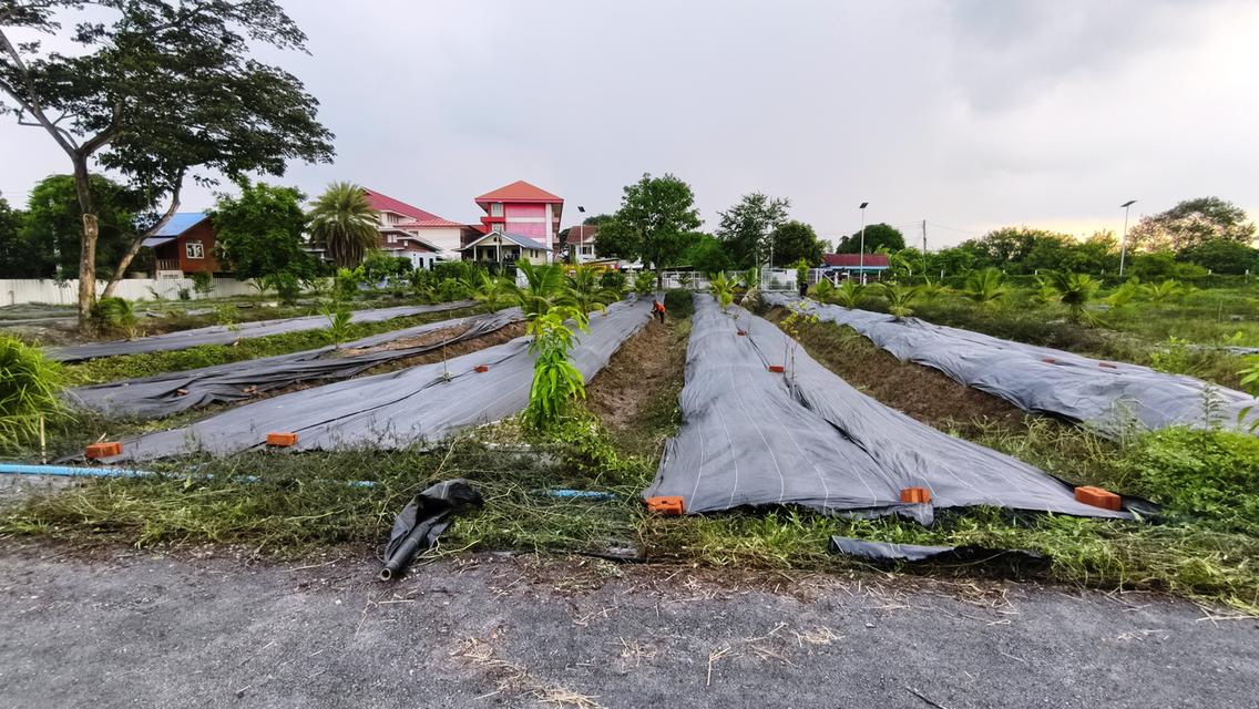 ที่ดินคลอง 9 ธัญบุรี 11