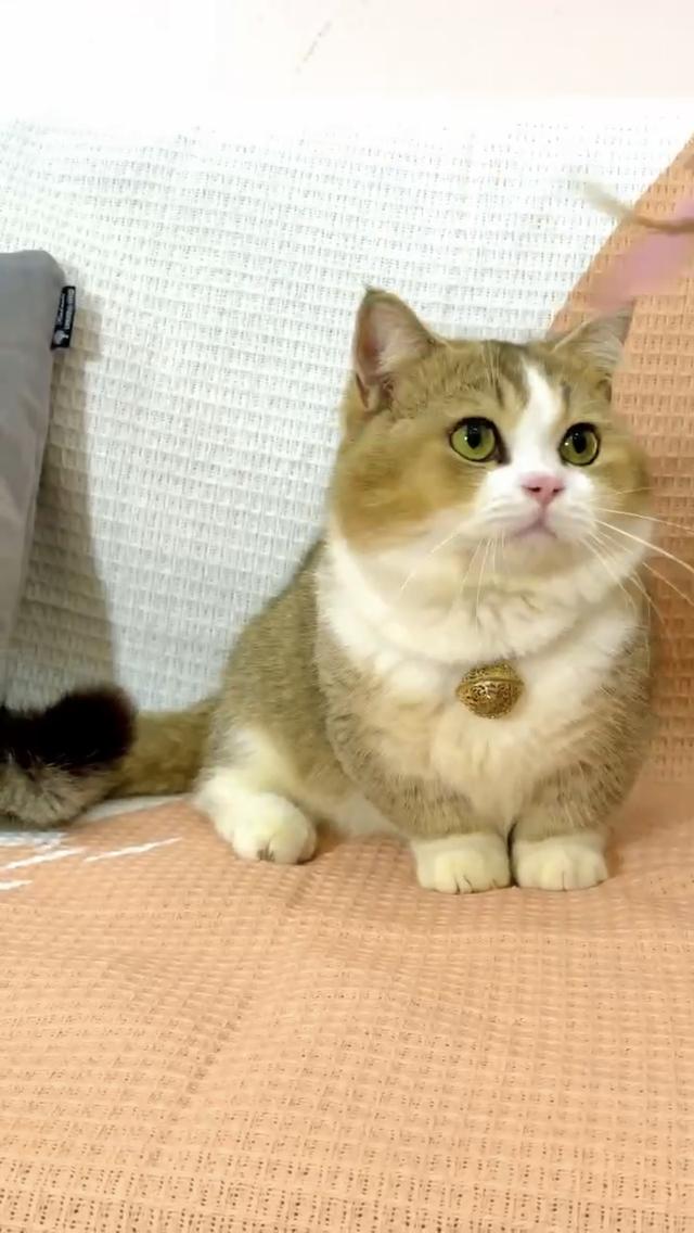 แมบมันช์กิ้น ขาสั้นจู๋อายุ4เดือน เด็กผู้ชาย รูปที่ 2