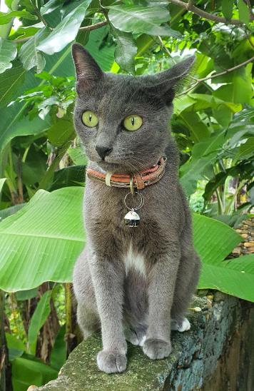 แมวสีสวาดแมวไทยแท้