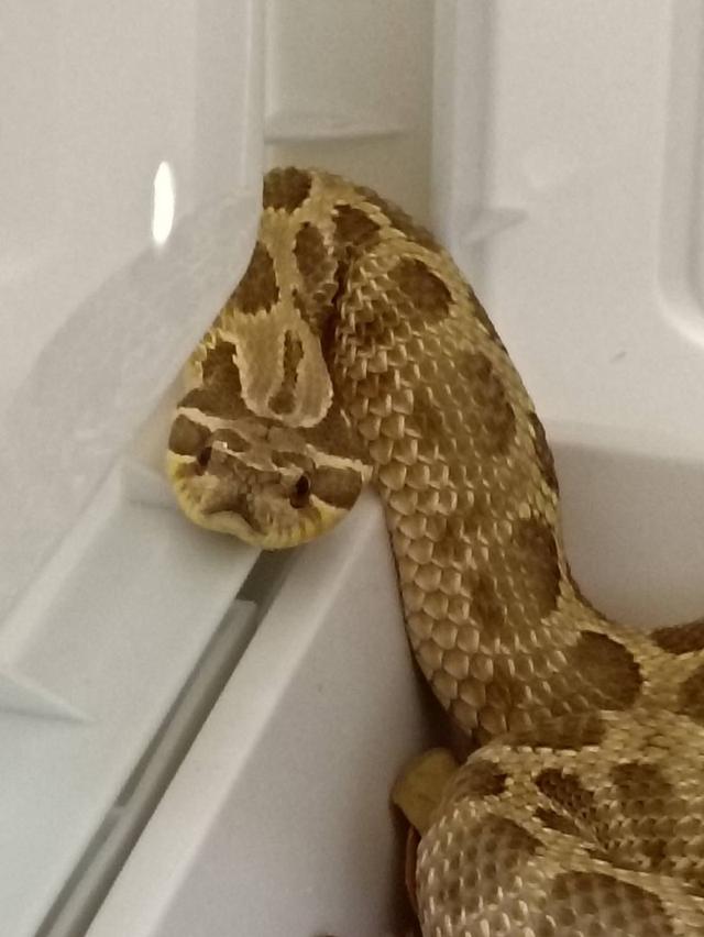 งู HOGNOSE SNAKE ผู้ Lemon Ghost Anaconda 2025