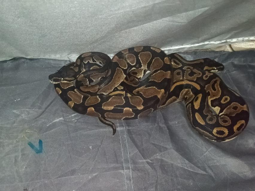 Ball python 0.2 Chocolate ปี24  