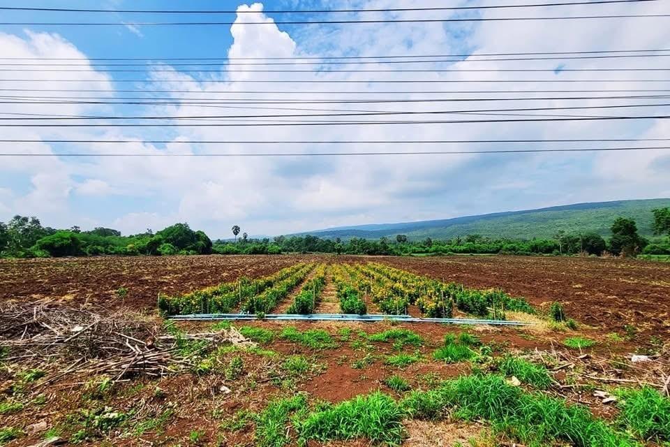 ขายที่ดิน(เจ้าของขายเอง) ติดถนนสุรนารายณ์ (205) โฉนดครุฑแดง 16 ไร่ 1 งาน 45 ตารางวา ลพบุรี 4