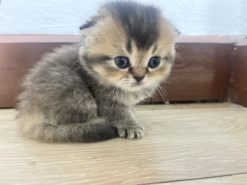 แมวเพศผู้อายุ 2 เดือน สกอตติสโฟล์ด