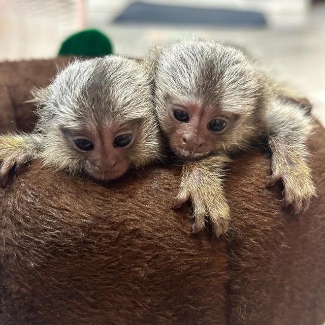 Marmoset Monkey  WhatsApp me : +66 63 826 3042