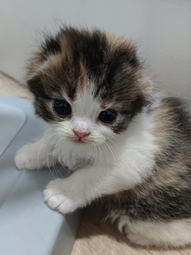 เปิดจองสกอตทิศ ตัวน้อยจ้า รูปที่ 8