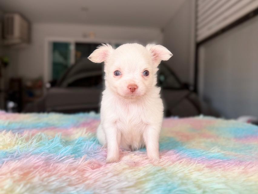 ชิวาวาผสมปอม ผู้ สีขาวครีม พิกัดรามอินทรา