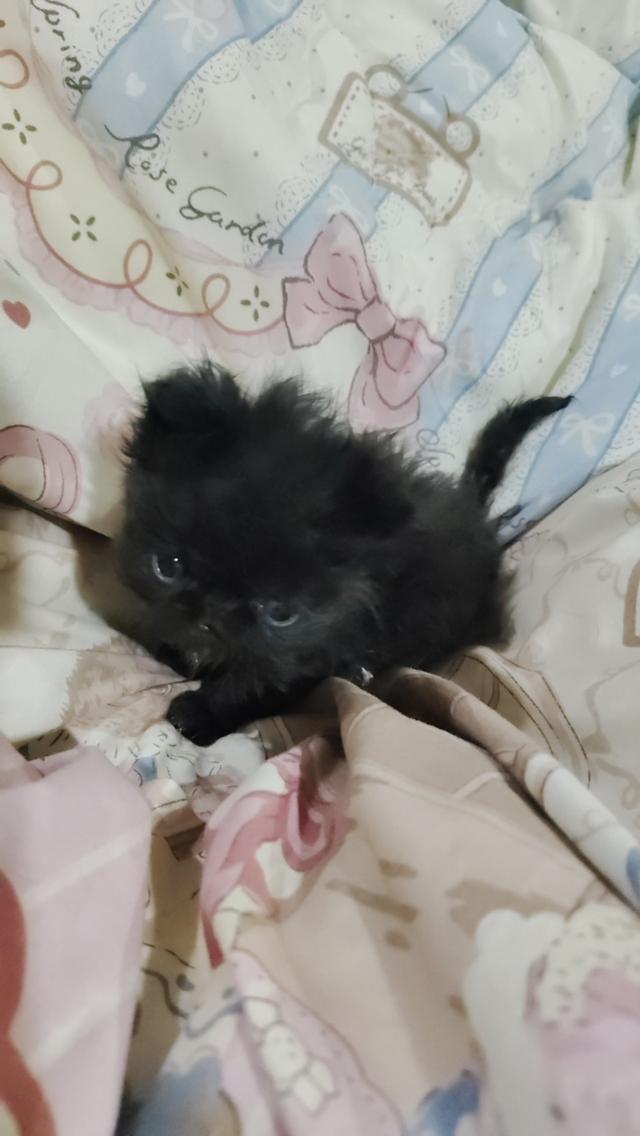 แมวเอ็กโซติกขนยาวแท้ 13