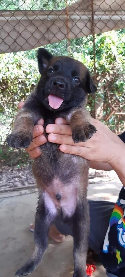 ลูก Belgian Malinois หาบ้าน