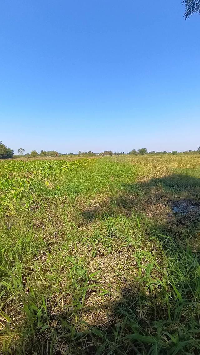 ขายที่ดินติดถนนเพชรมาตุคลาไร่ละ1,500,000บาท ตำบลพระพุทธ อำเภอเฉลิมพระเกียรติ นครราชสีมา ขนาดที่ดิน: 5 ไร่ 94ตารางวาโฉนด 4