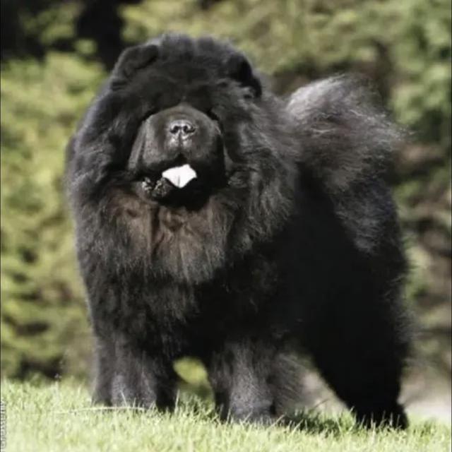 ขายด่วนหมาเชาเชาสีดำ 1 ตัวอายุ 1.5 ขวบ 2