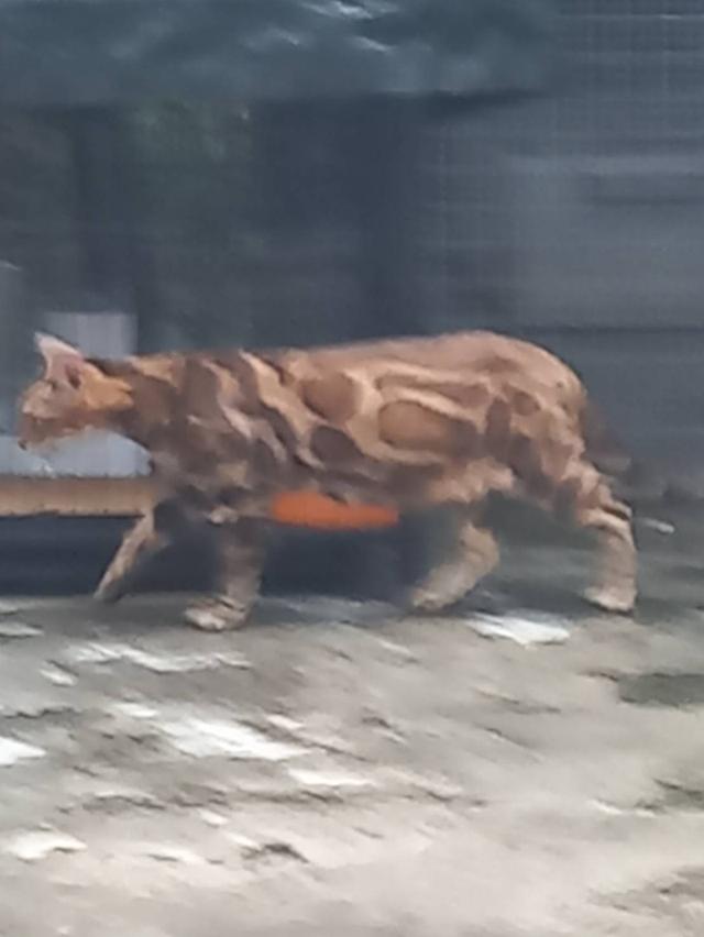 แมวเบงกอล 8