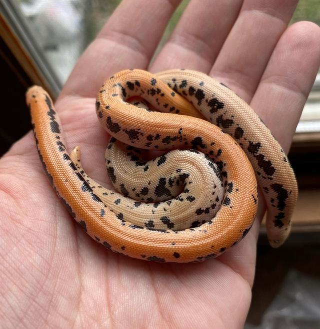 หาบ้านให้งู Kenyan sand boa 2