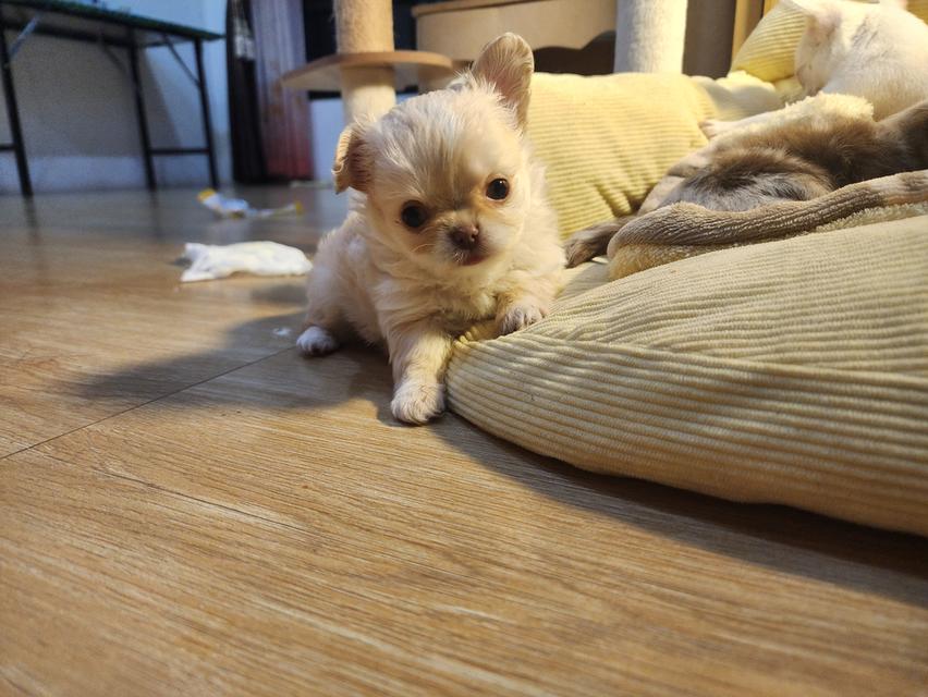 ชิวาวาขนสั้น ขนยาว ตาฟ้า ดูแลง่าย ขี้อ้อนมากๆค่ะ สุขภาพร่างกายแข็งแรง รูปที่ 5