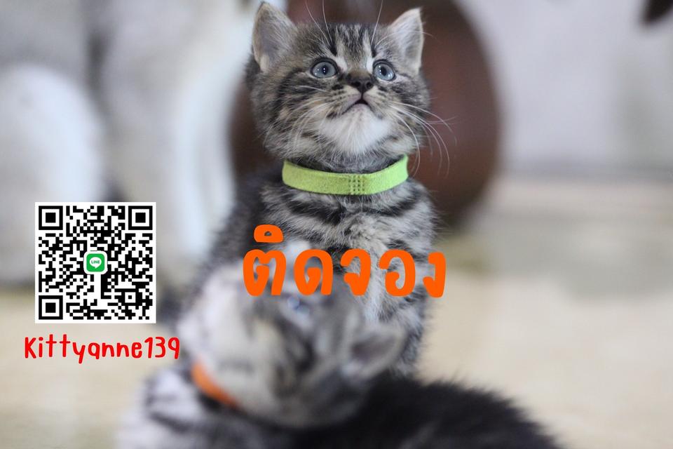 น้องแมวสก็อตติช