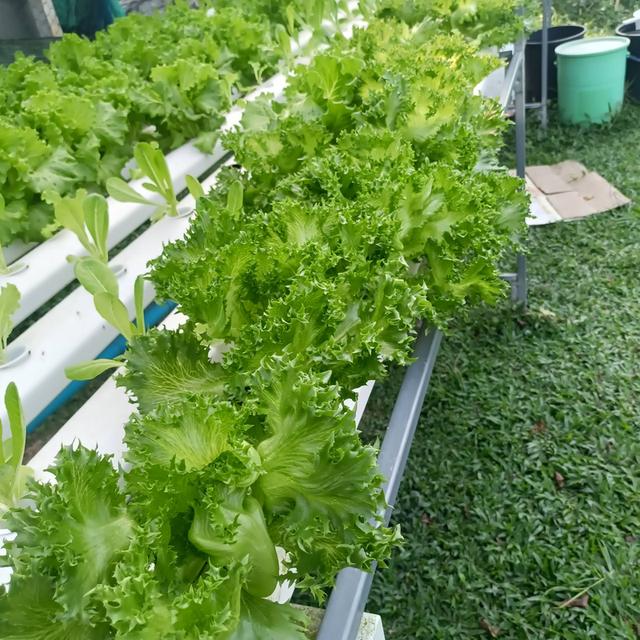 ขายบ้านพร้อมที่ดิน + กิจการผักไฮโดรโปนิกส์ พร้อมรายได้ทันที จ.ชุมพร 9