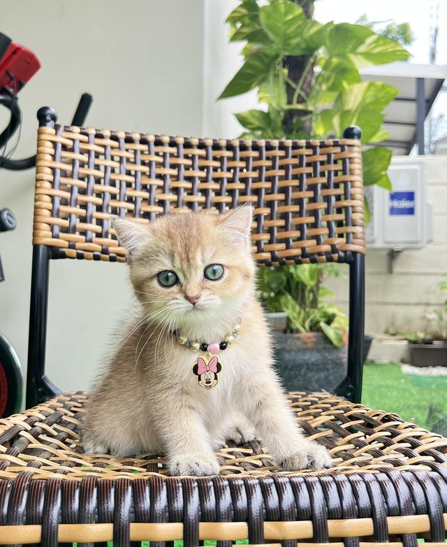ดญ.บริติช❌ได้บ้านแล้ว❌