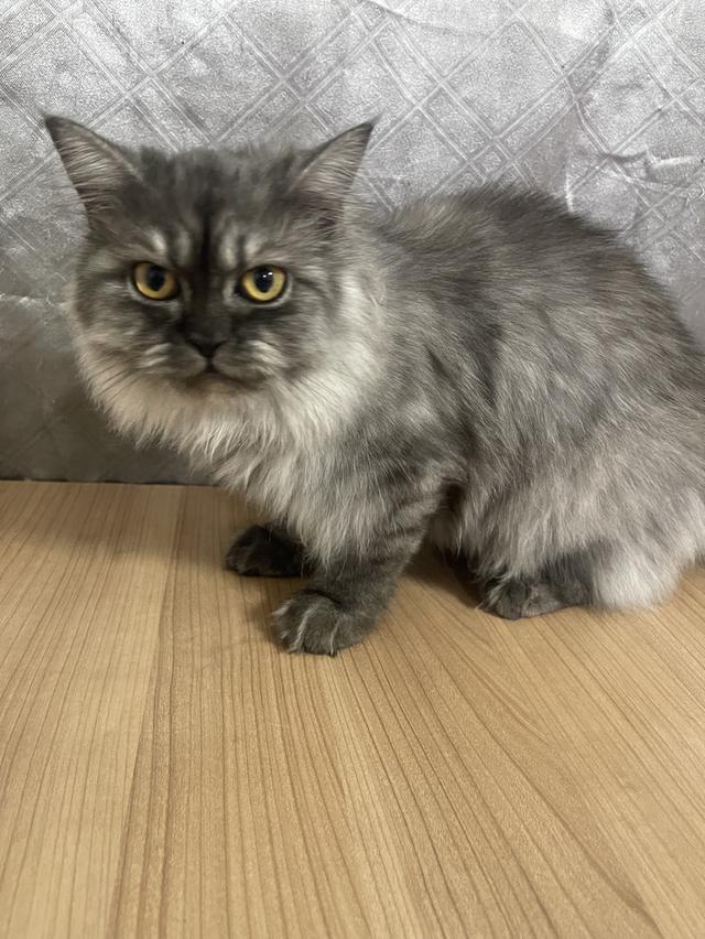 น้องแมวพันธุ์ หิมาลายันผสมชินชิล่า เพศหญิง พร้อมฉีดยา 4