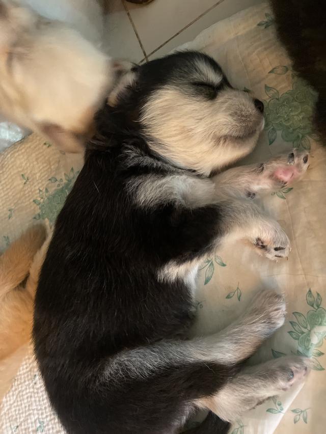 ลูกสุนัก ไซผสมโกลเด้น อายุ 1 เดือน รูปที่ 3