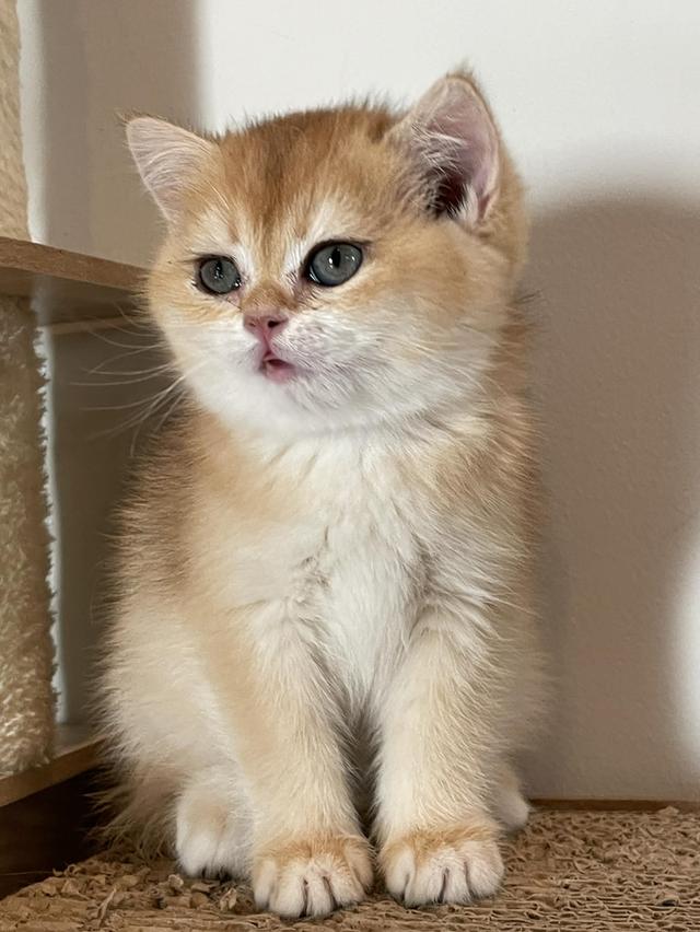 สาวน้อย K2 บริติชแท้สีทอง รูปที่ 2