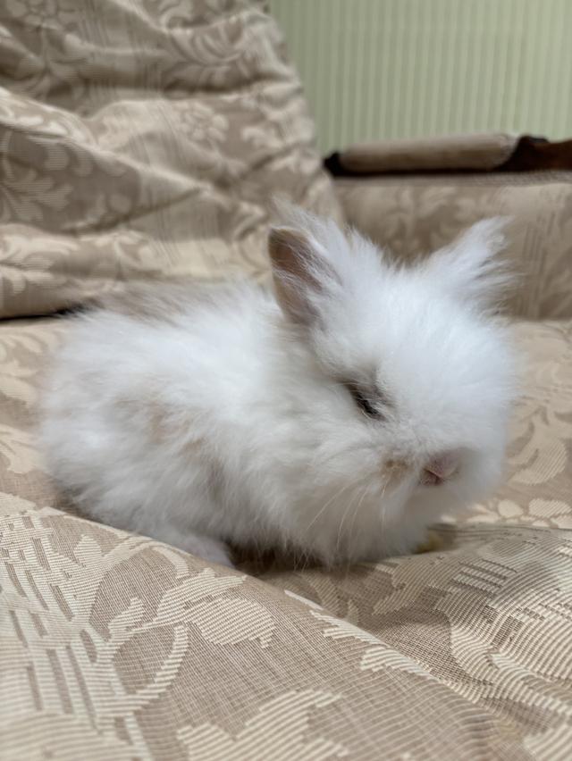 Teddy Bear Rabbit 7