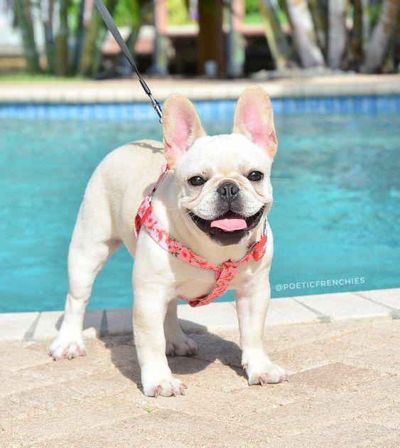 หมาพันธุ์ เฟรนช์บูลด็อก (French Bulldog) 2