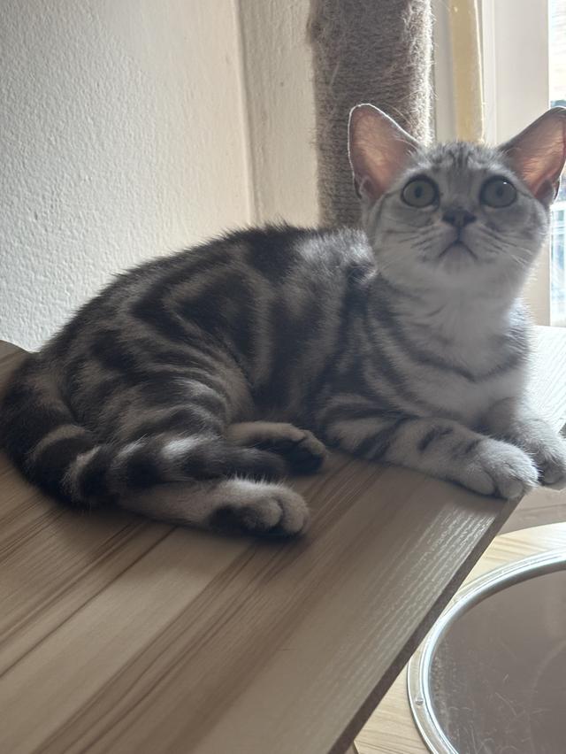 แมว อเมริกัน ช็อตแฮร์ รูปย่อยที่ 4