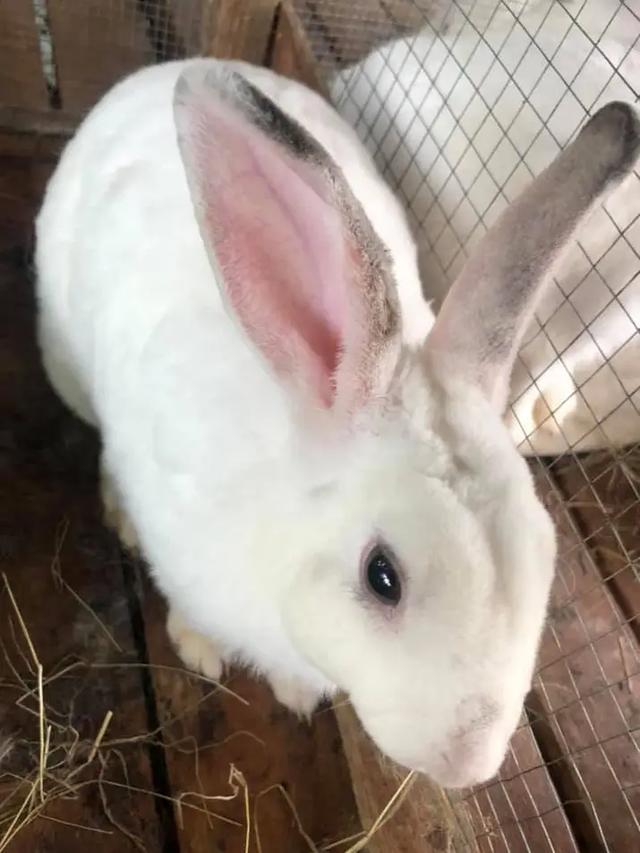 กระต่าย มินิเร็กซ์สีขาว 1
