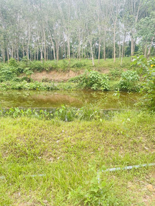 ที่ดินสวนยาง 4