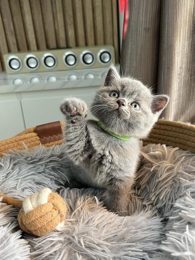 ลูกแมว บริติช ช็อตแฮร์ ใบเพ็ดนอกWCF(British Shorthair)