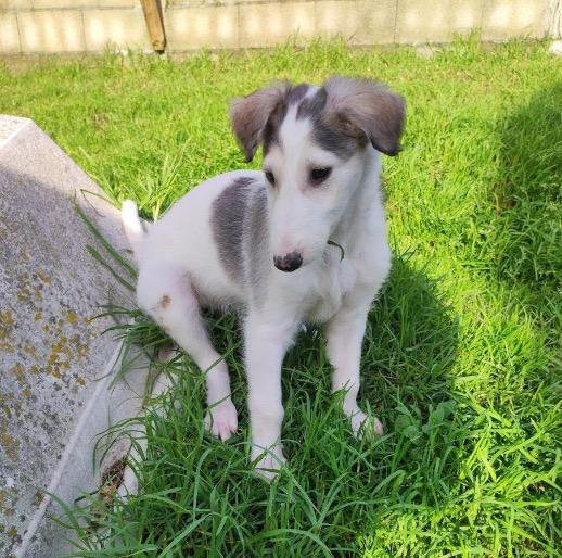 สุนัข Borzoi ตัวเมีย 4