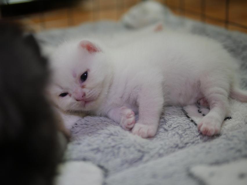 น้องแมว สก๊อตติสโฟลล์  9