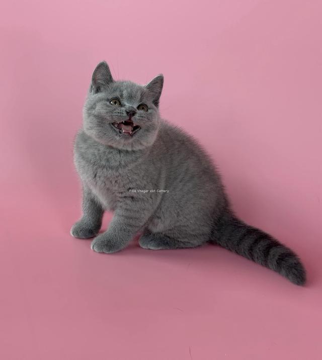 ลูกแมวสายพันธุ์แท้ เกรดประกวด สุขภาพแข็งแรง พ่อ World Champions Indigo Von Shmid แม่ Junior Champion Vhagar   พร้อมใบเพดดีกรีจากสมาคมรับรอง (WCF) รูปที่ 3