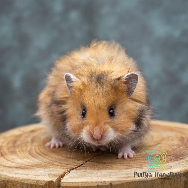 Hamster Donmuang - ขายหนูแฮมสเตอร์ 17