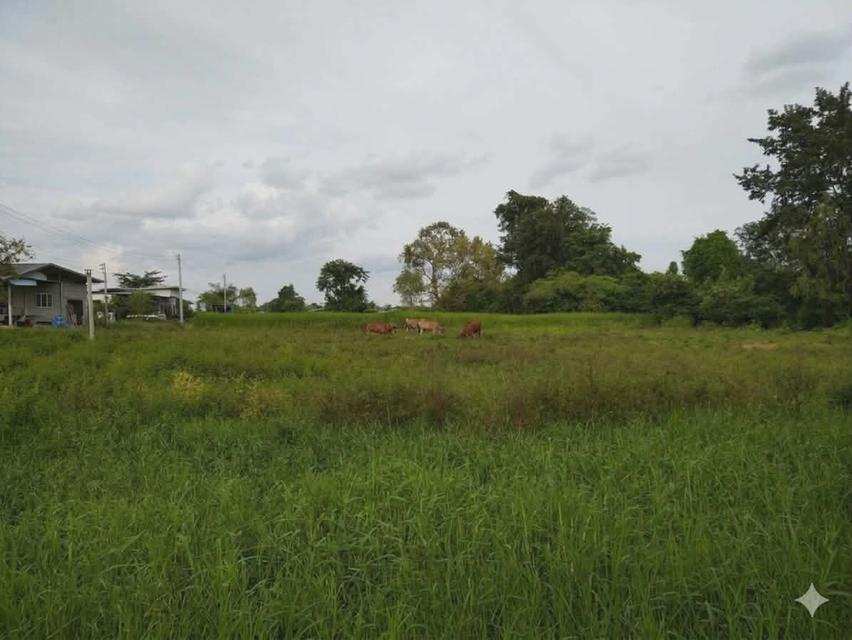 ที่ดินเปล่า​ ใกล้ร.พ.ส่งเสริมสุข​ภาพ​ตำบลหนองกอมเกาะ 2