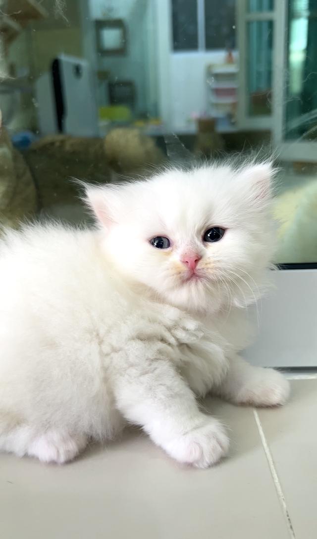 สาวน้อยสก็อตติช ตาฟ้า