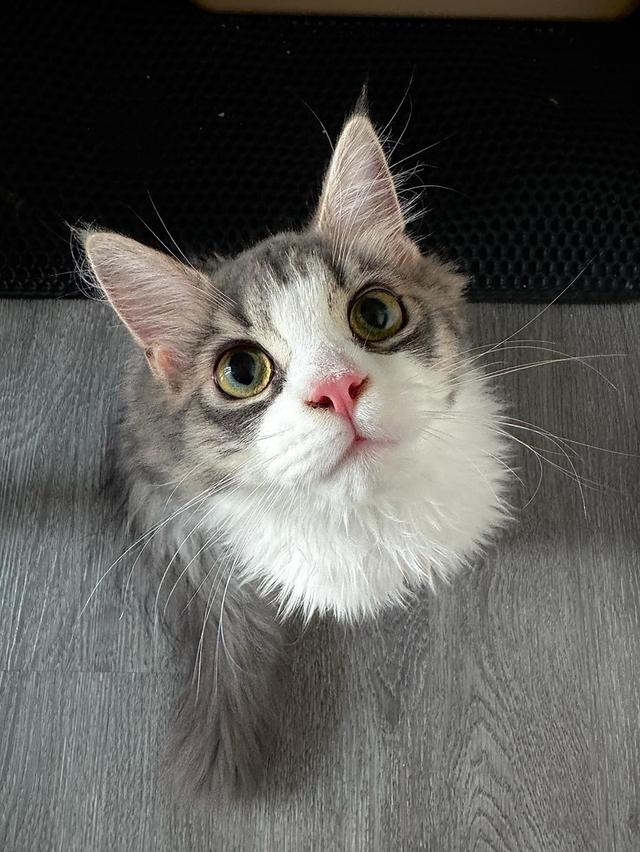 เมนคูนเปอร์เซีย 4