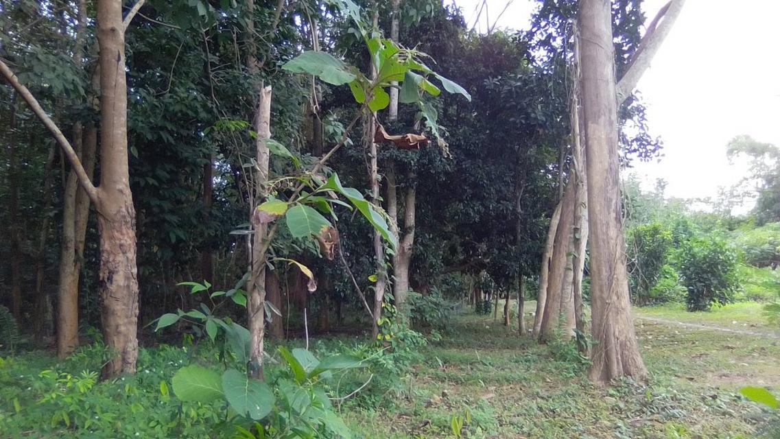 ที่ดินบ้านสวน มุกดาหาร 11