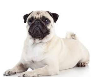 ปั๊ก (Pug) 2