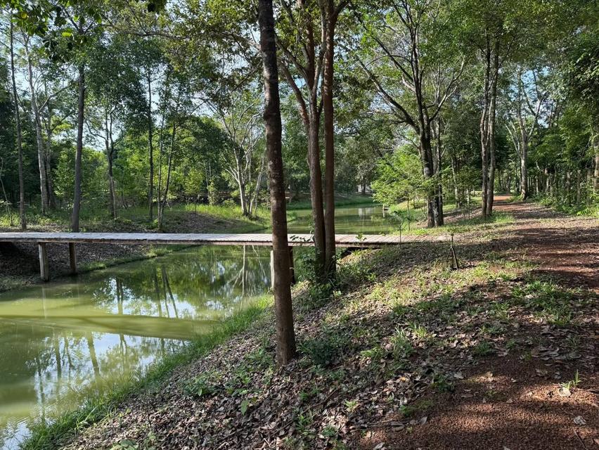 ขายที่เนินหอม เขาใหญ่ 37ไร่ ที่ติดเขาติดน้ำ เนินหอม เมืองปราจีนบุรี มีแหล่งน้ำธรรมชาติ ใกล้ทางขึ้นอุทยานเขาใหญ่ มีน้ำในที่ ขายถูก ที่มีไม้เศรษฐกิจ 8