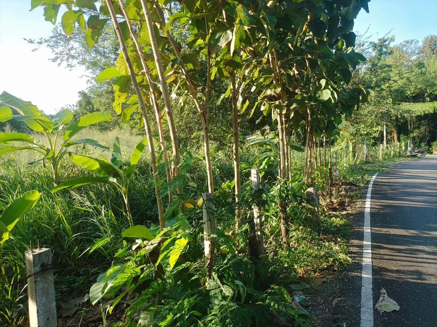 ขายที่ดิน 3ไร่3งาน ต.เชิงดอย อ.ดอยสะเก็ด เชียงใหม่ 11