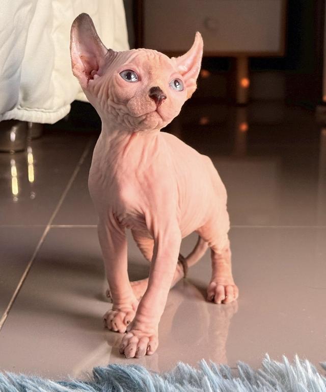 แมว สฟิงซ์ เพศ เมีย พร้อมย้ายบ้าน