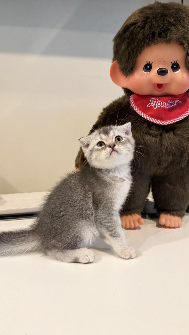 ขายลูกแมวสก็อตติช 2 เดือน เพศหญิง🩷